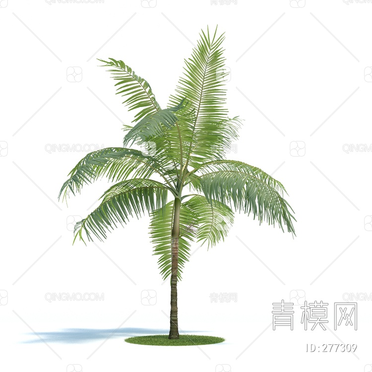 白网籽棕树3D模型下载【ID:277309】