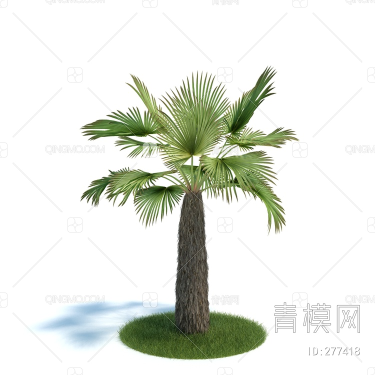 棕榈属3D模型下载【ID:277418】