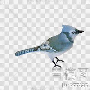 鸟3D模型下载【ID:277685】