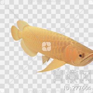 金龙3d鱼3D模型下载【ID:277664】