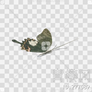 蝴蝶3D模型下载【ID:277589】