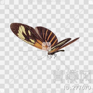 蝴蝶3D模型下载【ID:277670】
