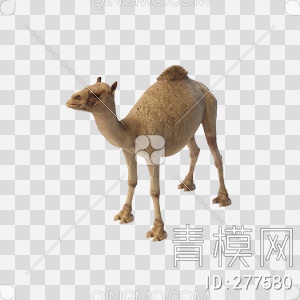 骆驼3D模型下载【ID:277580】
