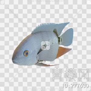 鱼3D模型下载【ID:277630】