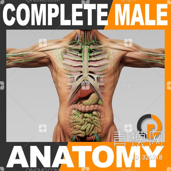 男人医学人体器官3D模型下载【ID:326218】