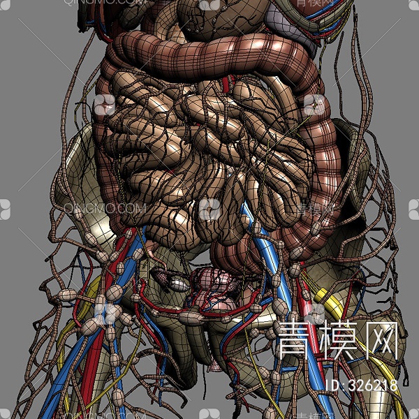 男人医学人体器官3D模型下载【ID:326218】
