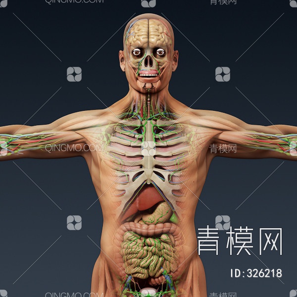 男人医学人体器官3D模型下载【ID:326218】