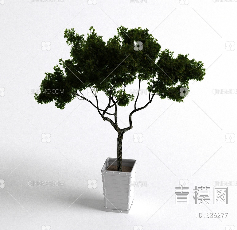 松树盆栽3D模型下载【ID:336277】