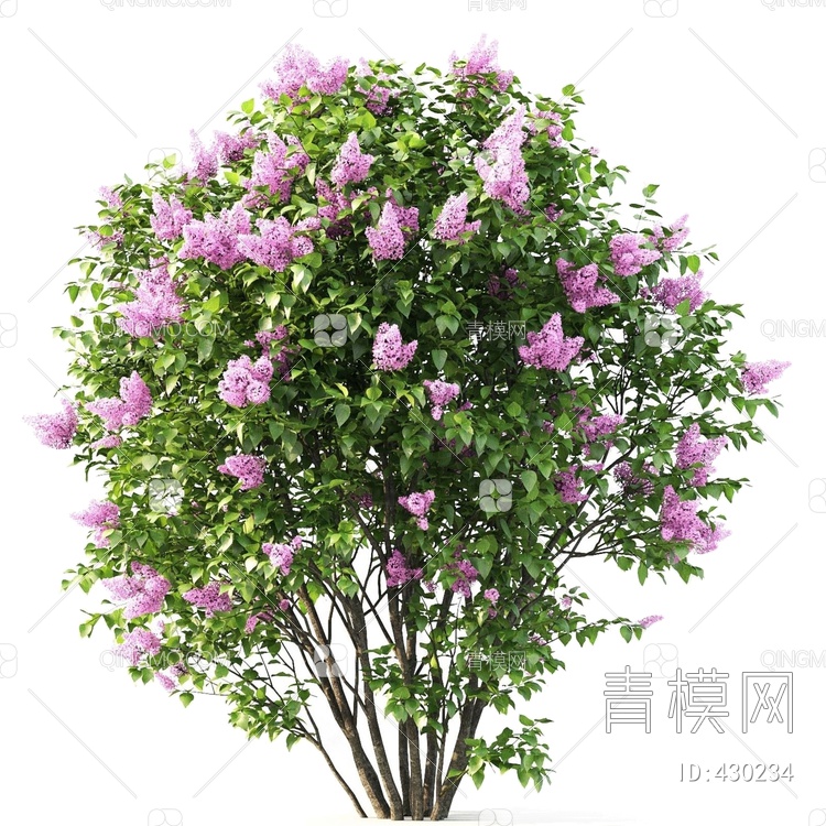 丁香花灌木植物3D模型下载【ID:430234】