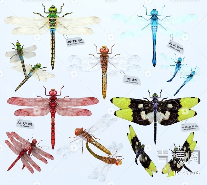 蜻蜓3D模型下载【ID:453408】