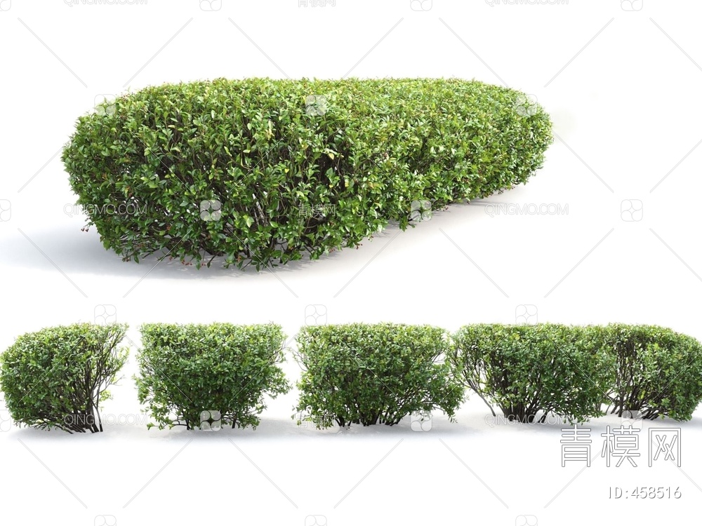 万年青灌木树篱植物3D模型下载【ID:458516】