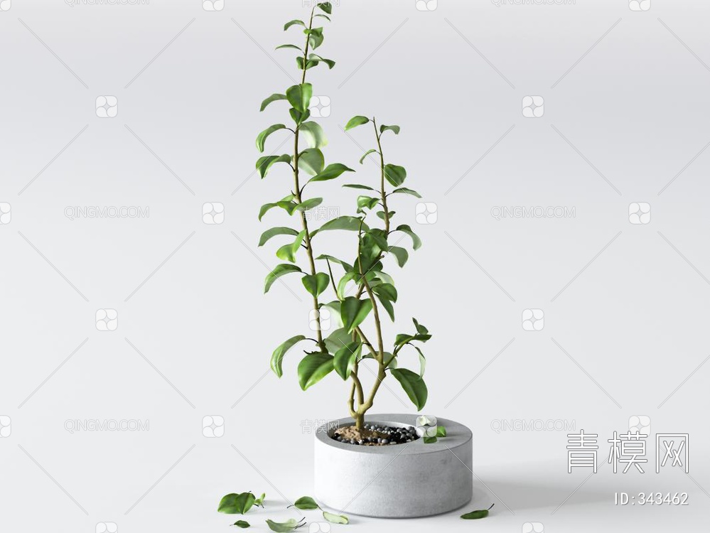 植物盆栽3D模型下载【ID:343462】