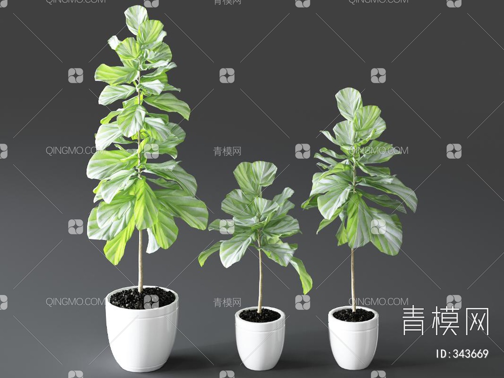 植物盆栽3D模型下载【ID:343669】