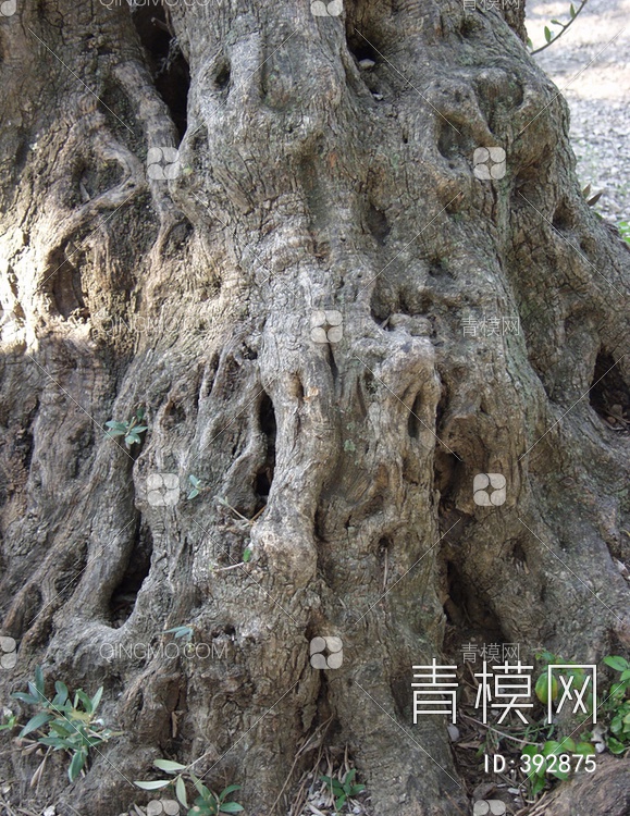 树皮贴图下载【ID:392875】