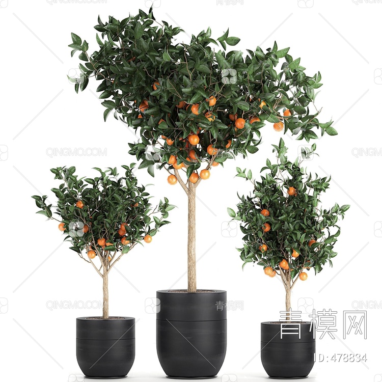观赏橘子树3D模型下载【ID:478834】