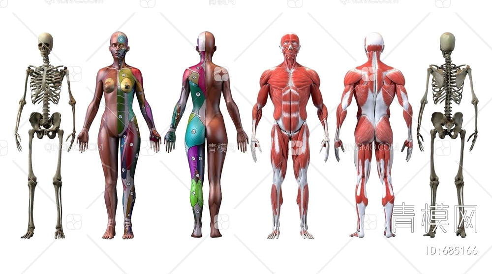 人体肌肉构造3D模型下载【ID:685166】