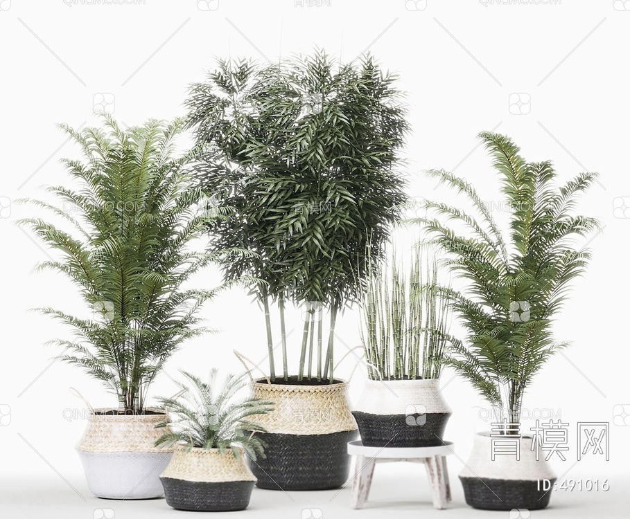 植物盆栽竹子3D模型下载【ID:491016】