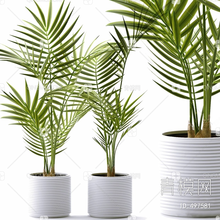 棕榈盆栽植物3D模型下载【ID:497581】