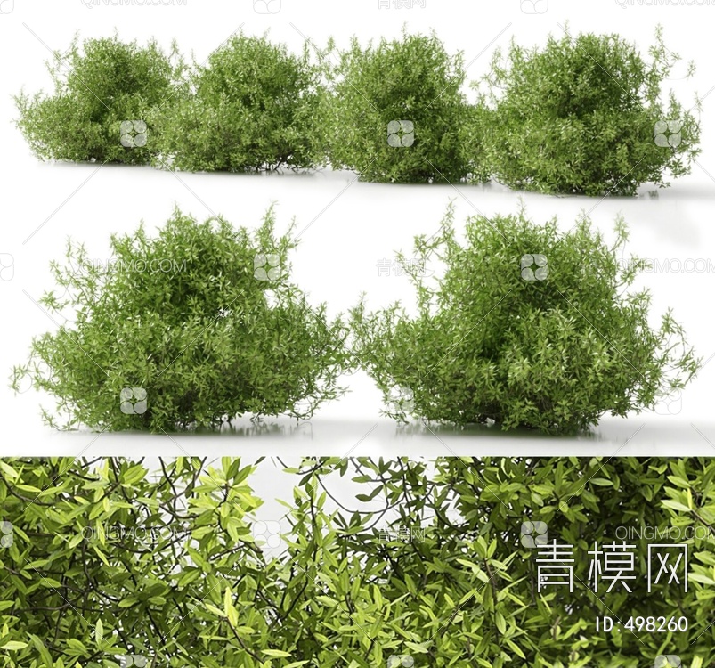 灌木丛植物3D模型下载【ID:498260】