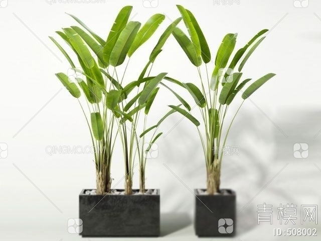 流行室内装饰植物国外3D模型下载【ID:508002】