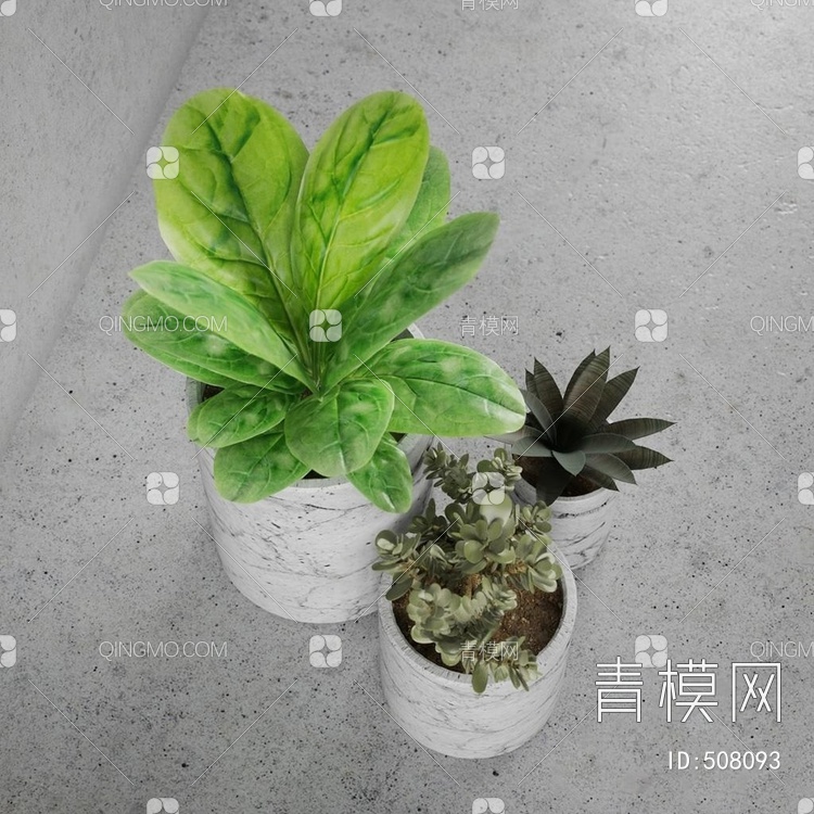 流行装饰植物国外3D模型下载【ID:508093】