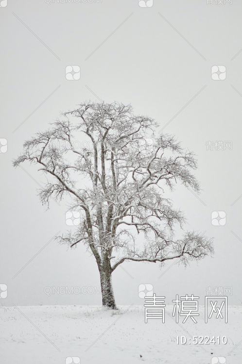冬天的树贴图下载【ID:522410】
