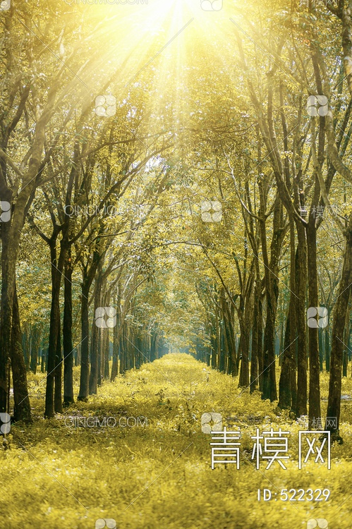 唯美森林风景装饰画贴图下载【ID:522329】