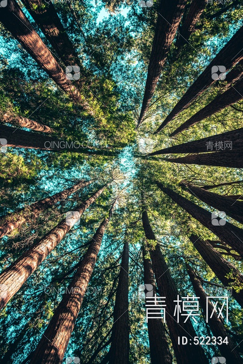 唯美森林风景装饰画贴图下载【ID:522334】