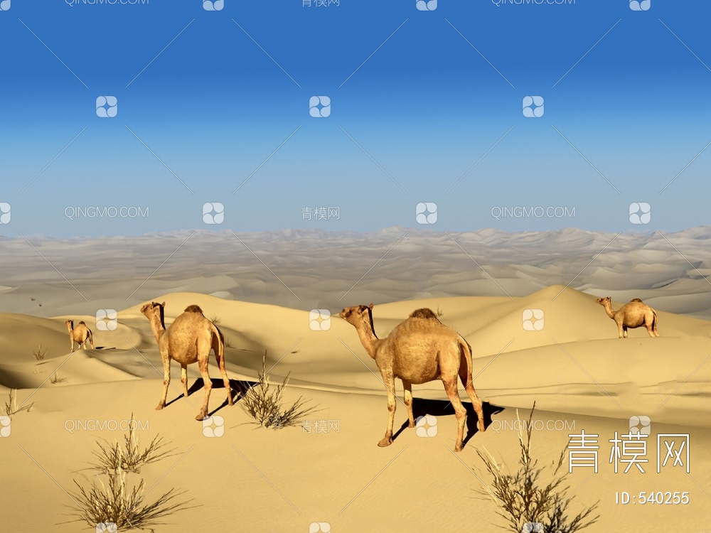 沙漠骆驼3D模型下载【ID:540255】