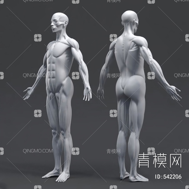 人体3D模型下载【ID:542206】
