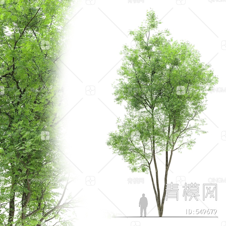景观树3D模型下载【ID:549679】