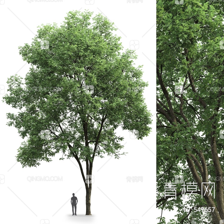 树木3D模型下载【ID:549657】