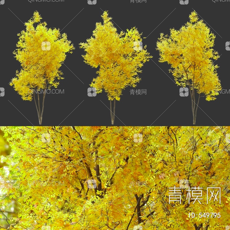 黄叶景观树3D模型下载【ID:549795】