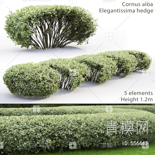 绿篱灌木3D模型下载【ID:556443】