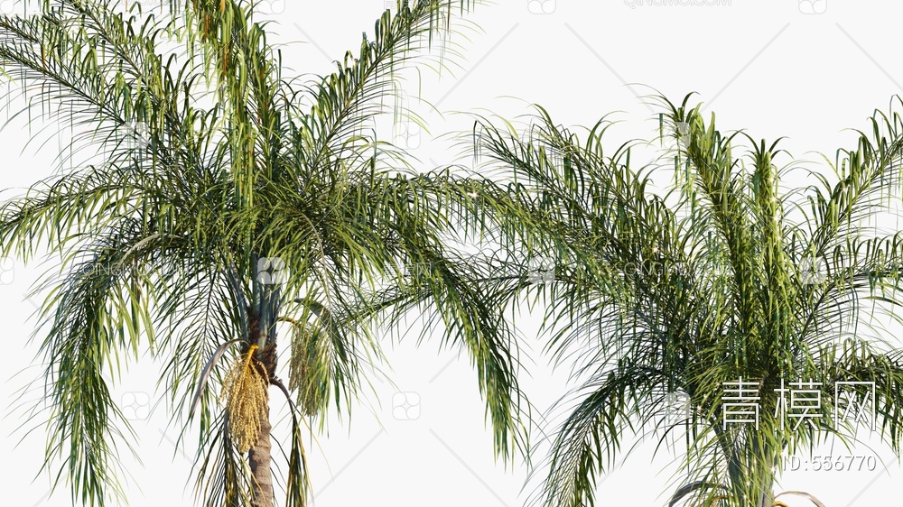 棕榈树  海边棕榈树 热带树3D模型下载【ID:556770】