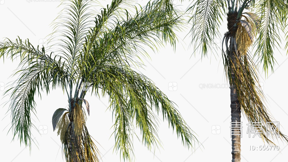 棕榈树  海边棕榈树 热带树3D模型下载【ID:556770】