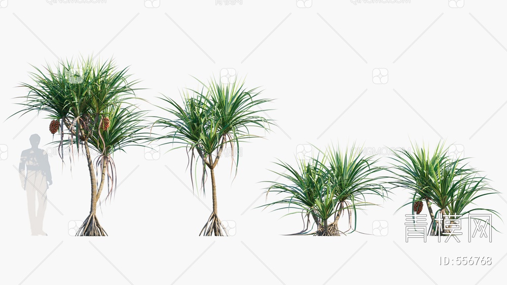 露兜树  树  灌木  植物3D模型下载【ID:556768】