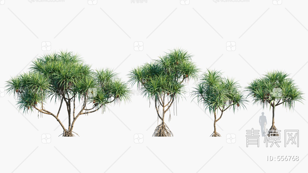 露兜树  树  灌木  植物3D模型下载【ID:556768】