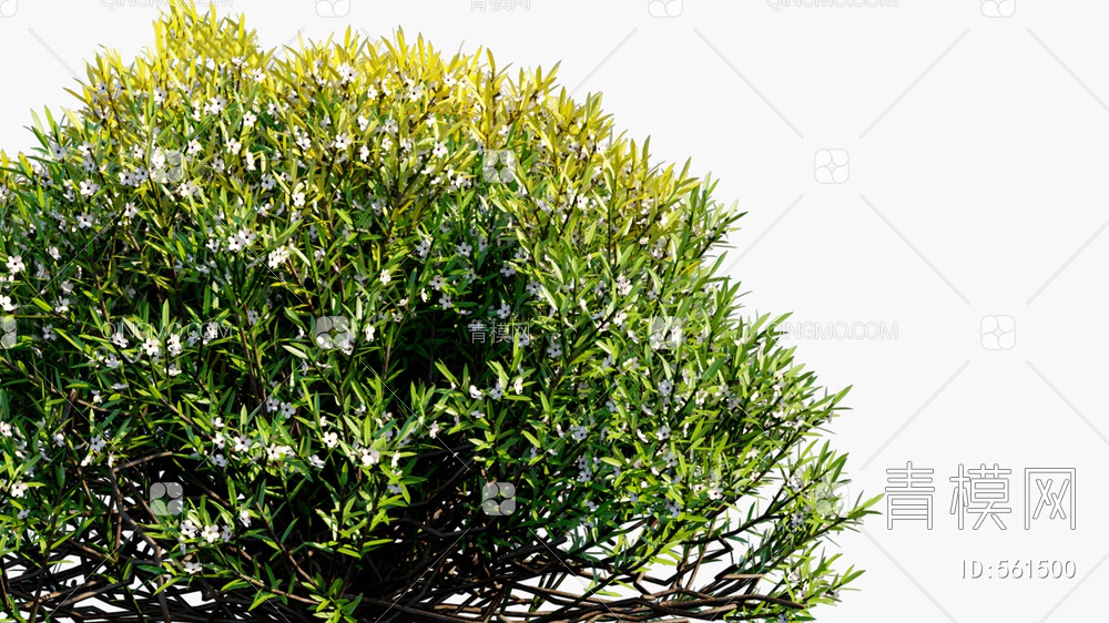 灌木 植物  矮植物3D模型下载【ID:561500】