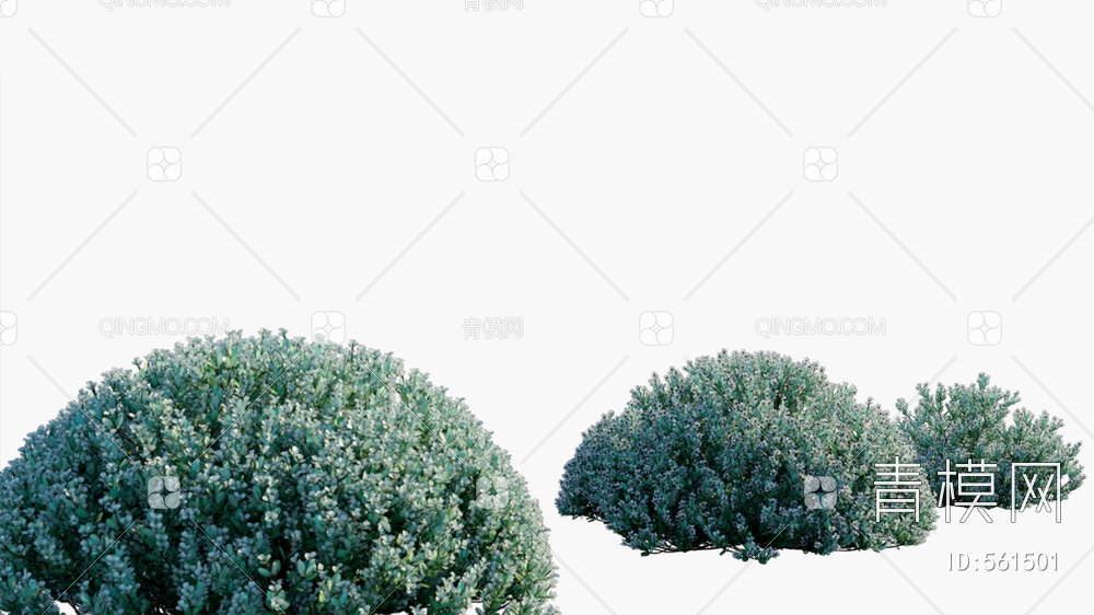 开花灌木  灌木  植物   矮植物3D模型下载【ID:561501】