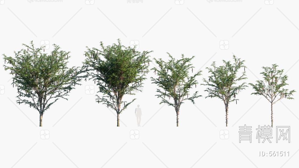 豆荚树   皂角树  树3D模型下载【ID:561511】