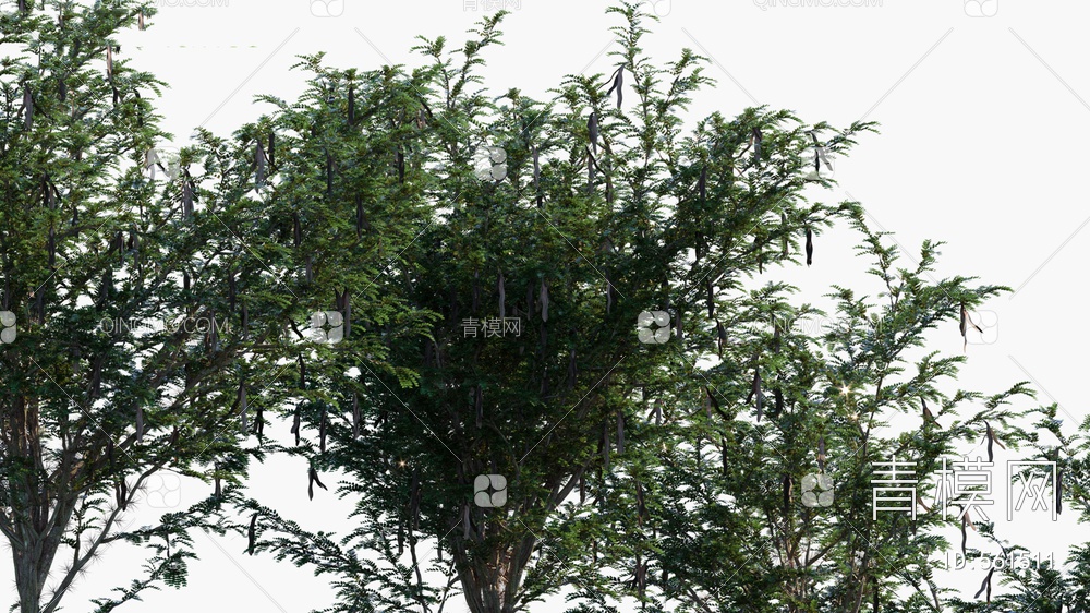 豆荚树   皂角树  树3D模型下载【ID:561511】