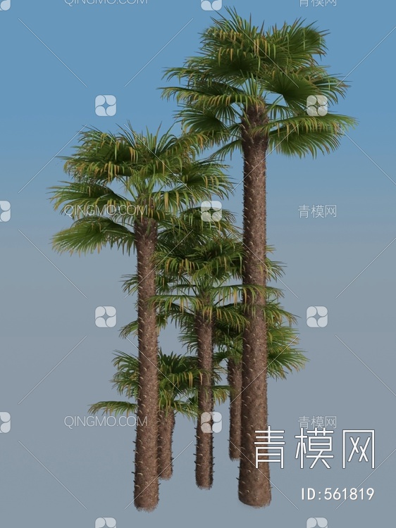 棕榈树3D模型下载【ID:561819】