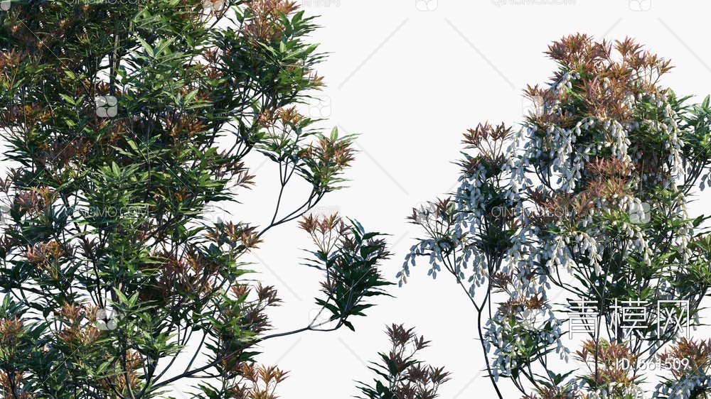 树  植物3D模型下载【ID:561509】