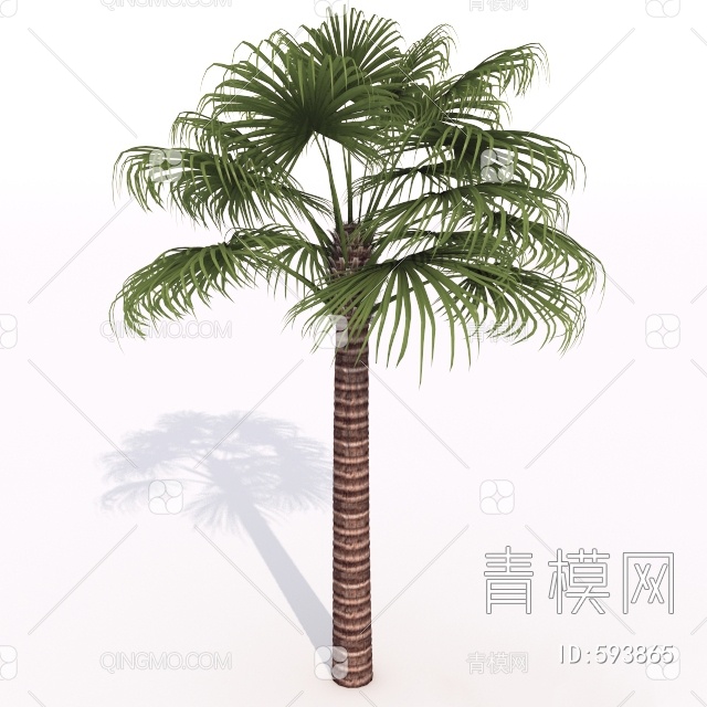 椰子树3D模型下载【ID:593865】