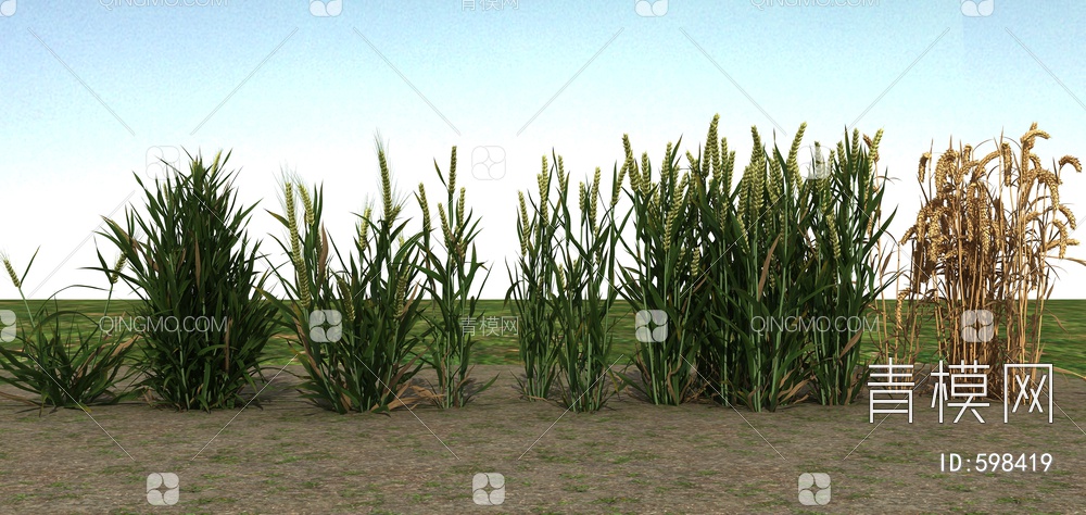 大麦、麦子3D模型下载【ID:598419】