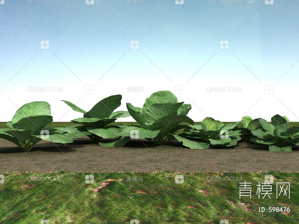 小白菜植物3D模型下载【ID:598476】
