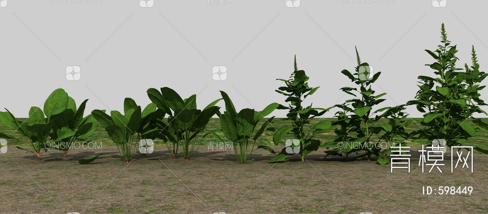农业作物波菜3D模型下载【ID:598449】
