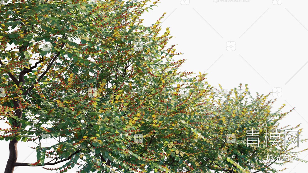 红珠仔  灌木 树3D模型下载【ID:602076】