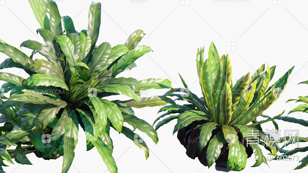 铁角蕨  蕨类  植物 花草3D模型下载【ID:602073】